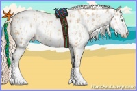 Horse Color:White Spotted Gold Cream Champagne Appaloosa  and White Spotted Gold Cream Champagne Appaloosa 