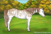 Horse Color:Red Dun Splash and Red Dun Splash