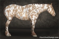 Horse Color:Sable Champagne Near Leopard  and Amber Champagne Near Leopard 