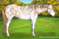 Horse Color:White Spotted Gold Champagne Sabino Appaloosa  and White Spotted Gold Champagne Sabino Appaloosa 