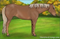 Horse Color:Unknown 