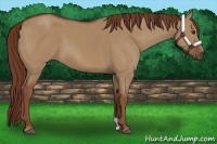 Horse Color:Red Dun 