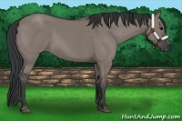 Horse Color:Grullo 