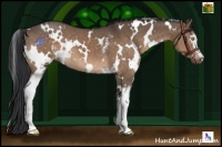 Horse Color:White Spotted Brown Dun