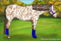 Horse Color:Amber Champagne Near Leopard  and Amber Champagne Splash Near Leopard 