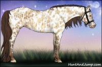 Horse Color:Amber Champagne Appaloosa and Amber Champagne Dun Appaloosa