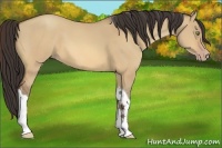 Horse Color:Amber Champagne Dun Tobiano 