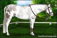 Horse Color:White Spotted Chocolate Palomino Splash 