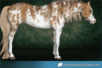 Horse Color:Chocolate Palomino Dun Sabino Brindle 