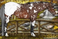 Horse Color:White Spotted Brown Snowflake VarnishRabicano 