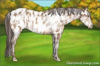 Horse Color:Sable Champagne Appaloosa and Sable Champagne Frame Appaloosa