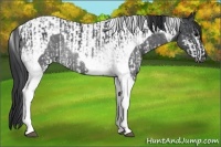 Horse Color:White Spotted Blue Roan Rabicano and Blue Roan Tobiano Rabicano