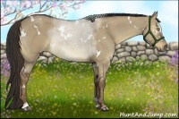 Horse Color:White Spotted Liver Red Dun Sabino 