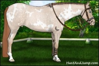 Horse Color:White Spotted Buckskin Roan Pearl 