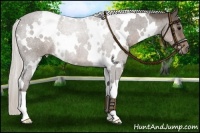 Horse Color:White Spotted Silver Black 