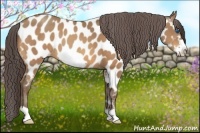 Horse Color:Sable Champagne Frame Near Leopard 