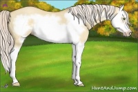Horse Color:Silver Classic Champagne Dun Splash Frame 