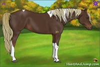 Horse Color:Liver Chestnut Tobiano Rabicano 