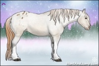 Horse Color:Buckskin Dun Varnish 