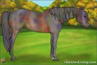 Horse Color:Nacre Brown Sabino 