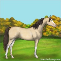 Horse Color:White Spotted Amber Champagne Dun