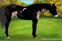 Horse Color:Bay Dun Splash Tobiano