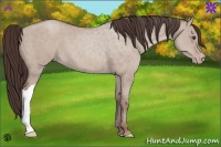 Horse Color:Classic Champagne Dun 