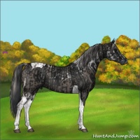 Horse Color:Silver Black Ice  and Black Ice Tobiano 