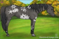 Horse Color:Black Ice 