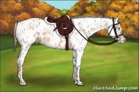 Horse Color:Amber Champagne Near Leopard and Amber Champagne Near Leopard