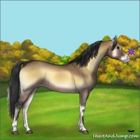 Horse Color:Brown Onyx Sabino 