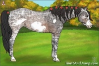 Horse Color:Brown Ice Frame Rabicano 