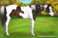 Horse Color:Buckskin Ice Sabino Splash Tobiano