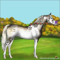 Horse Color:Liver Red Onyx Splash Frame 