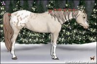 Horse Color:Grullo Pearl Appaloosa