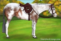 Horse Color:White Spotted Bay Sabino