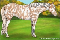 Horse Color:Gold Champagne Appaloosa and Gold Champagne Appaloosa