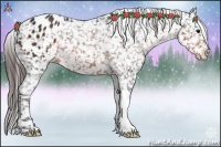 Horse Color:Brown Appaloosa