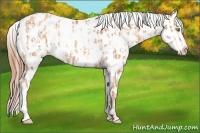 Horse Color:Gold Champagne Appaloosa  and Gold Champagne Appaloosa 