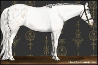 Horse Color:Palomino Roan Pearl Appaloosa