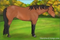 Horse Color:Bay 