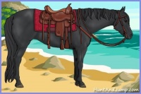 Horse Color:Black Rabicano 