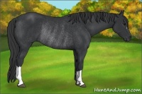 Horse Color:Black Rabicano