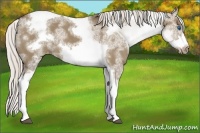 Horse Color:White Spotted Silver Grullo Tobiano Frame Appaloosa