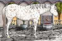Horse Color:Amber Champagne Appaloosa and Amber Champagne Appaloosa Rabicano