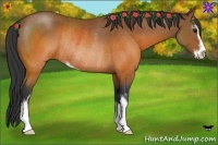 Horse Color:Brown Sabino Rabicano 