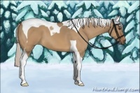 Horse Color:Silver Bay Dun Tobiano