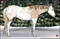 Horse Color:Chestnut Pearl Splash Appaloosa Rabicano 