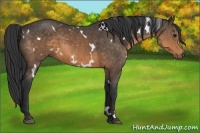 Horse Color:White Spotted Buckskin 
