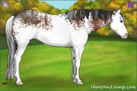 Horse Color:White Spotted Brown Splash 